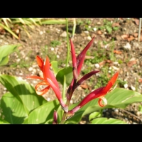 Canna Indica (fam Cannacees) (Am. tropicale) (2)
